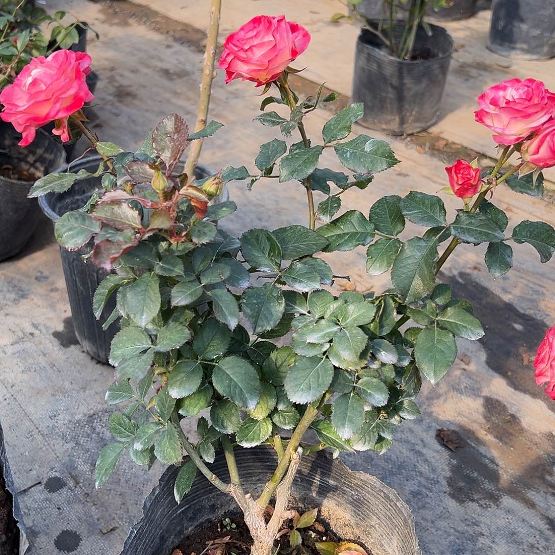 当前无花栽培后可以开花