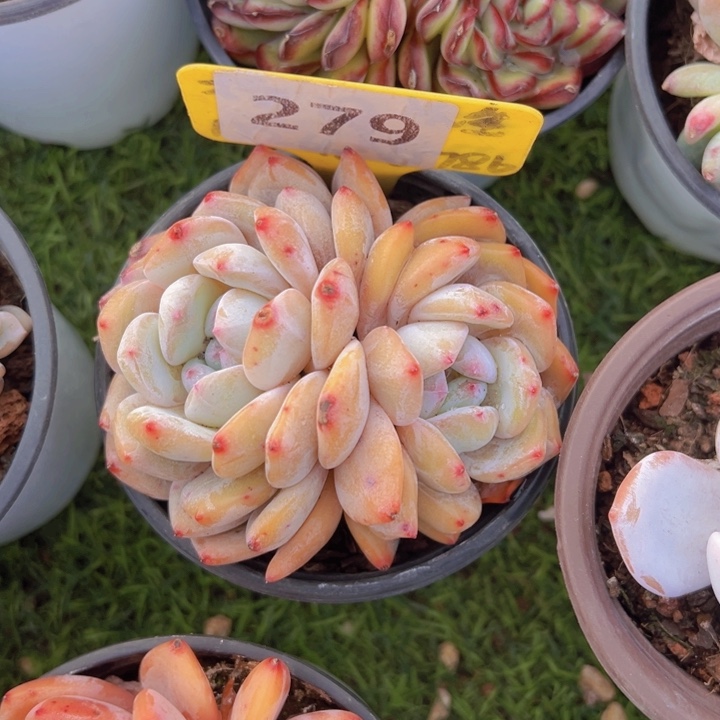 健健康康平平安安