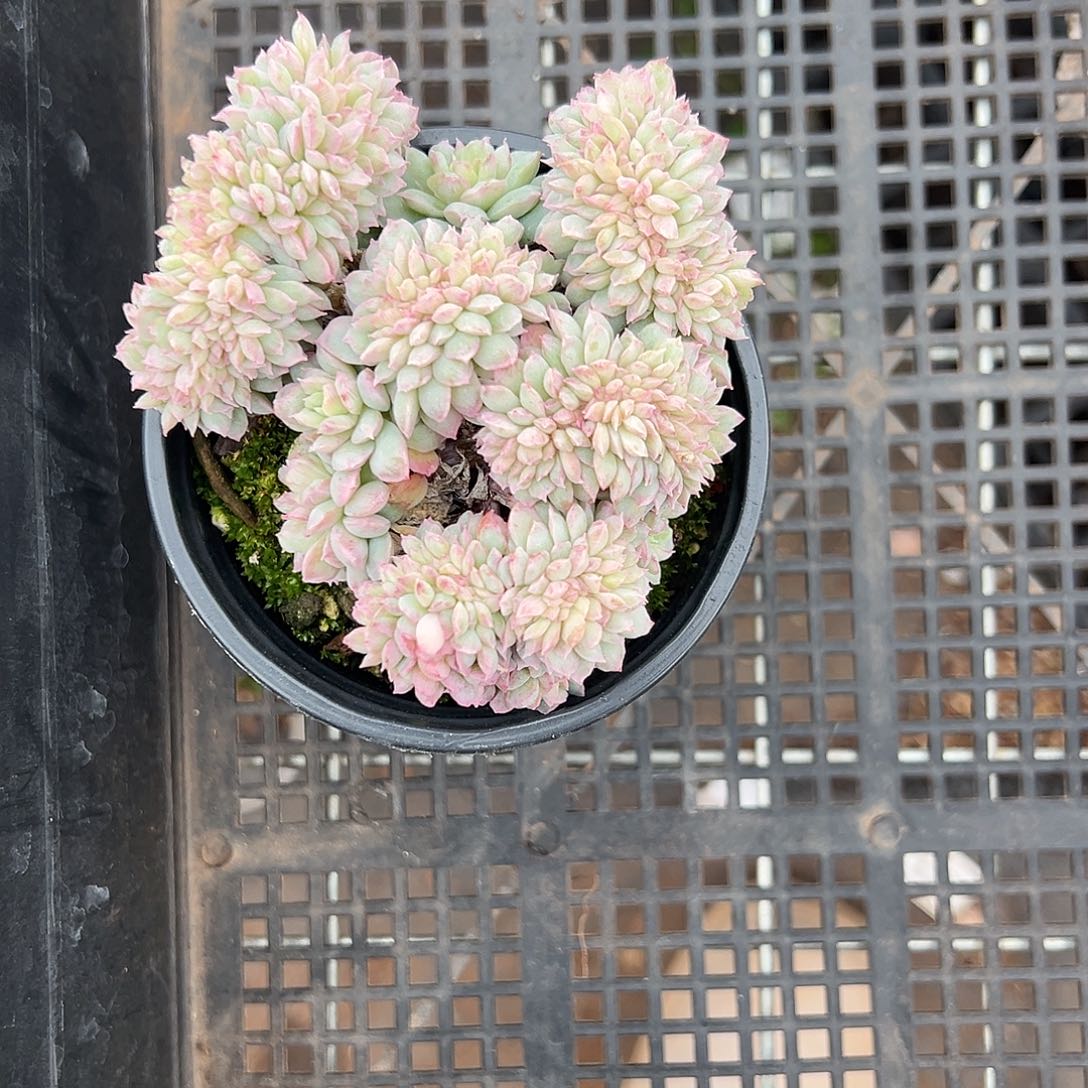 精品多肉十八包邮