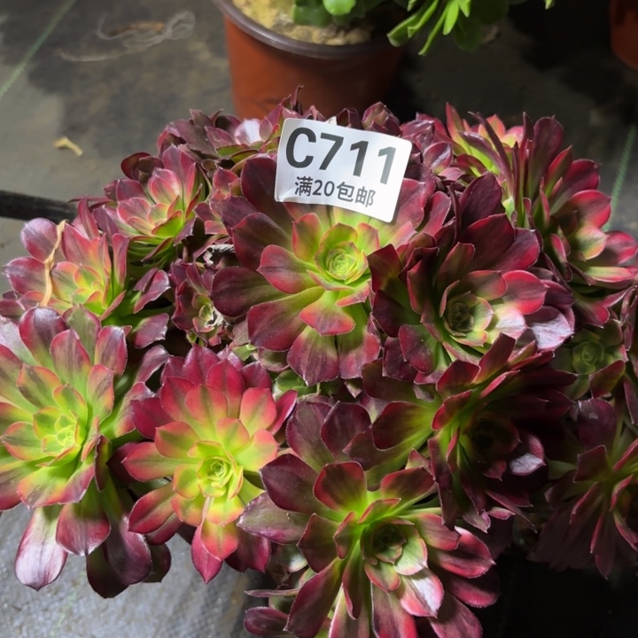 瑞妈一物一拍711