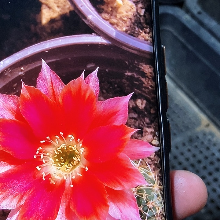 丽 爱丽丝/侧芽歪20包邮/