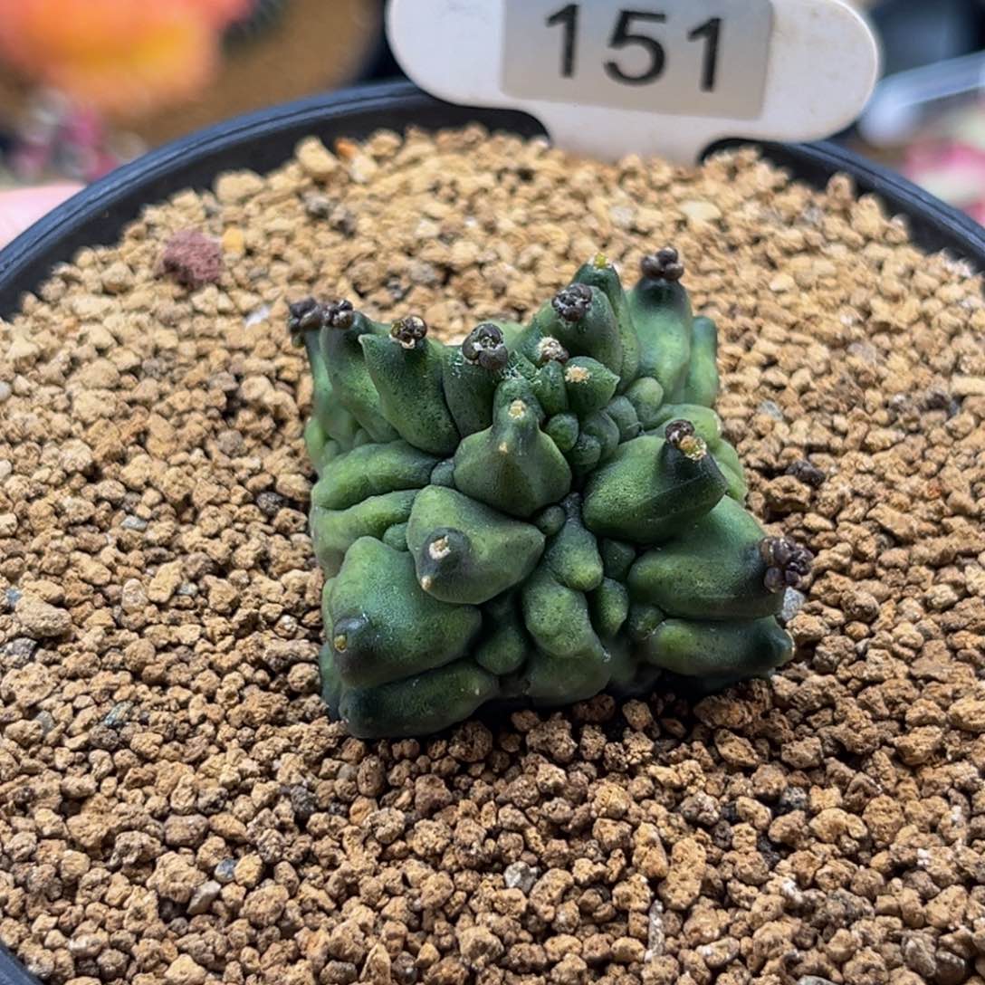 四棱无刺腹棱龟甲 米哈仙人球