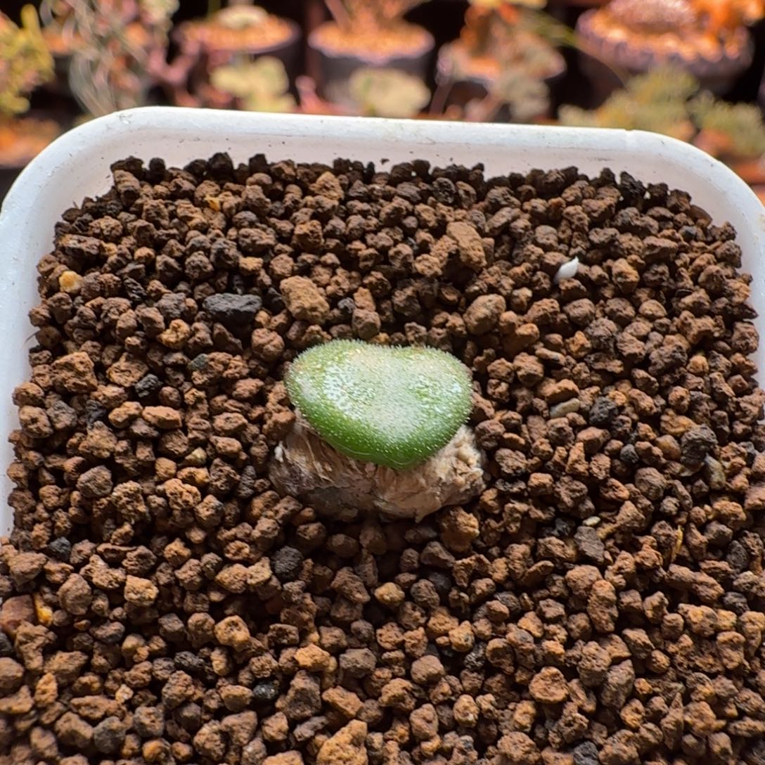 爵砂塔奇峰锦746 仙人球