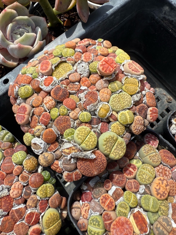 生石花毛汗尼系列