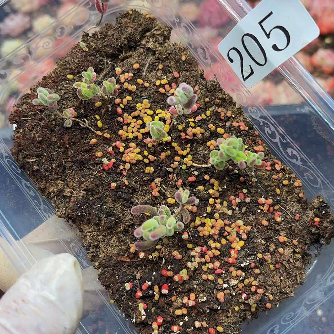 多肉植物多肉植物205