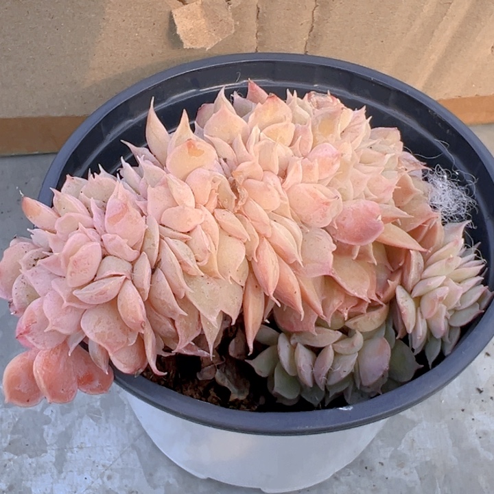 昂斯诺缀化【一物一拍】两单包邮