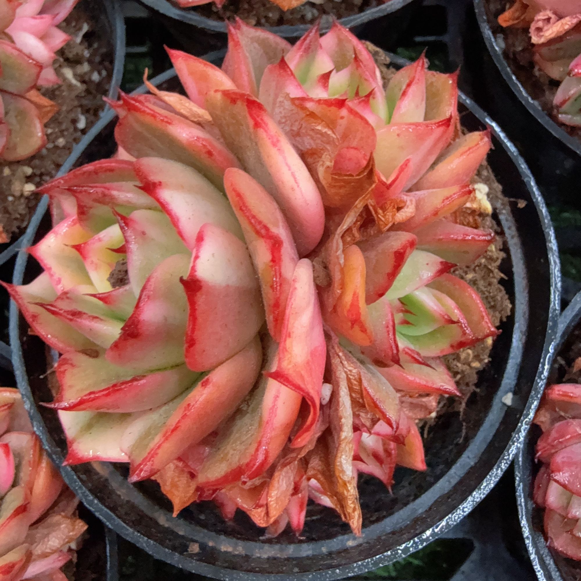 110#4-5头弗朗明戈锦（7-10cm）脱土