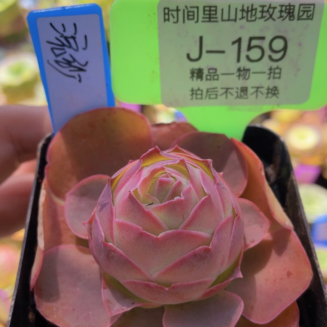 浣纱多肉J159一物一拍