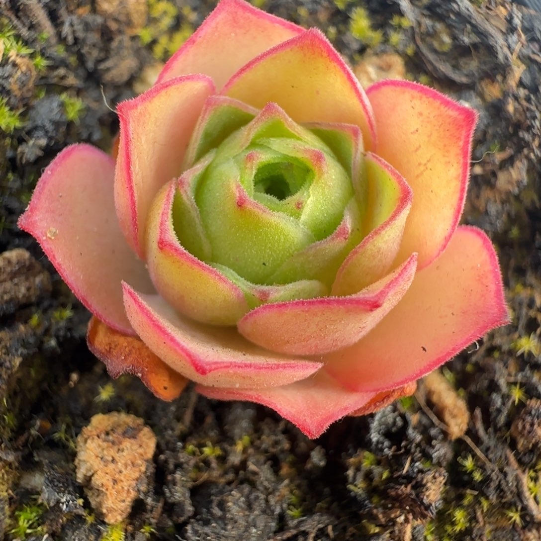 新品L707半城玫瑰蕾黄帕不含盆土