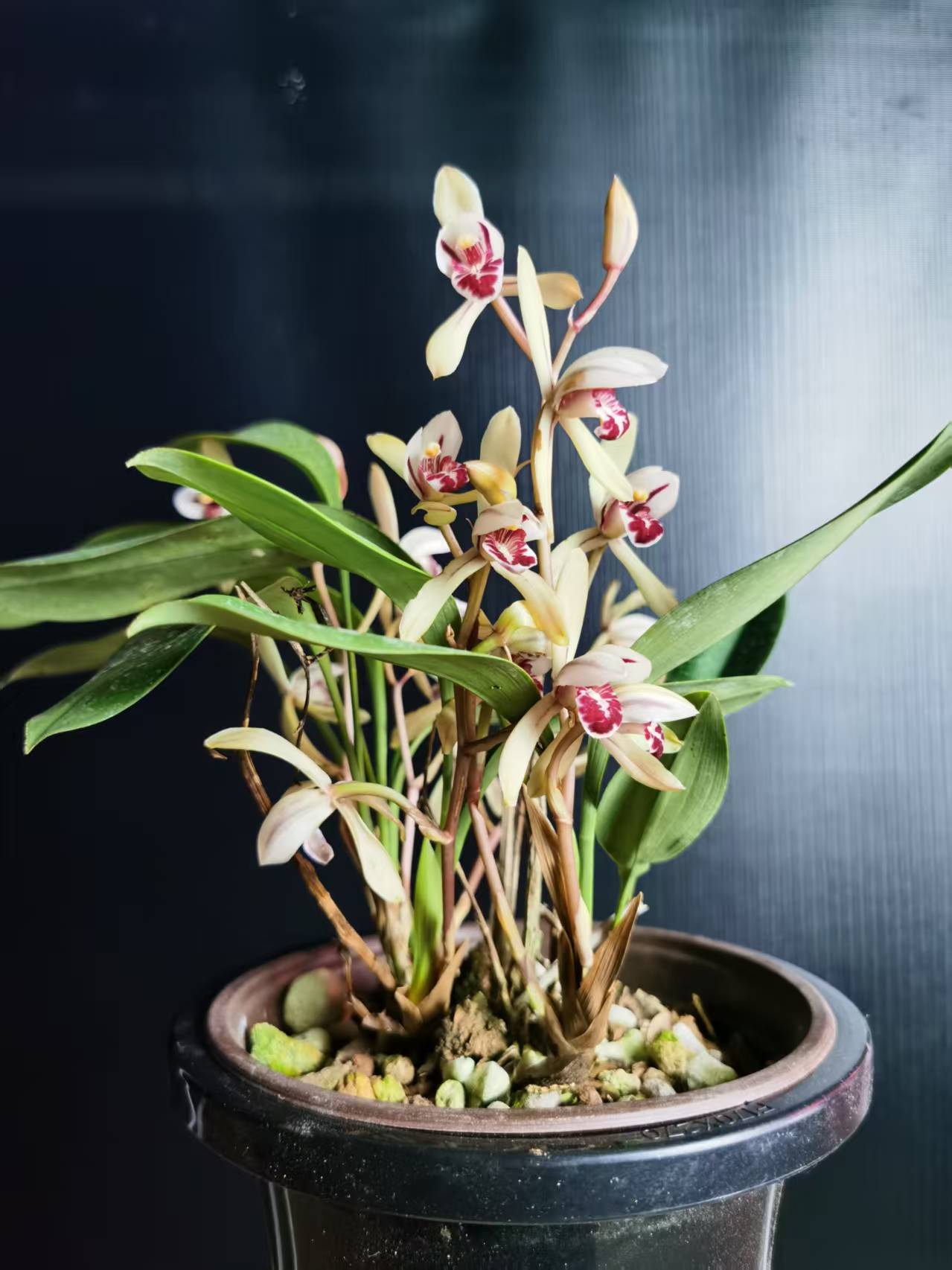 浓香型君花苗建兰室内外花卉盆栽好养