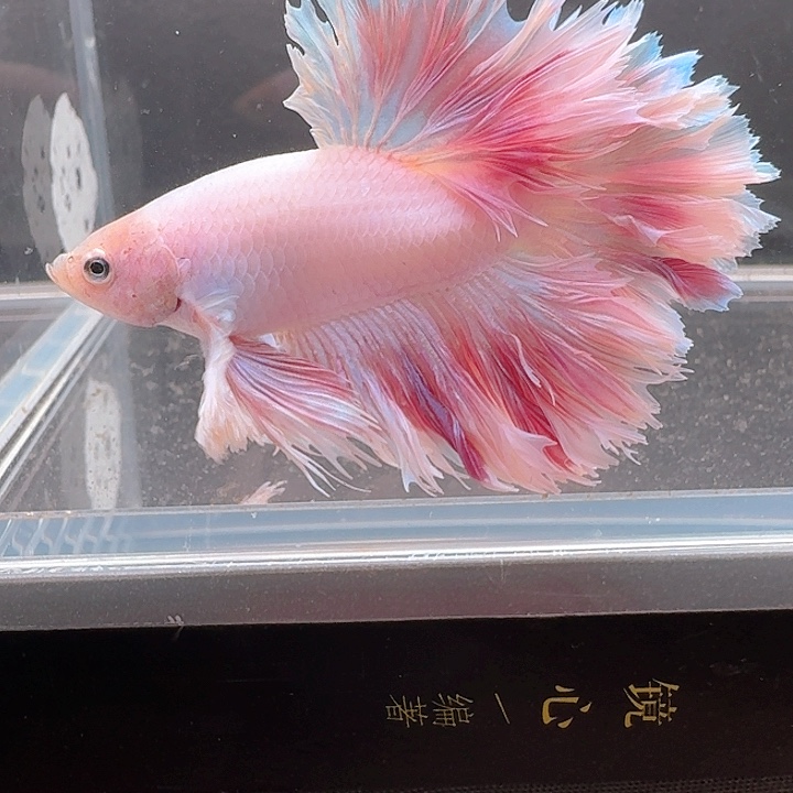 海水鱼158号印尼hmpk