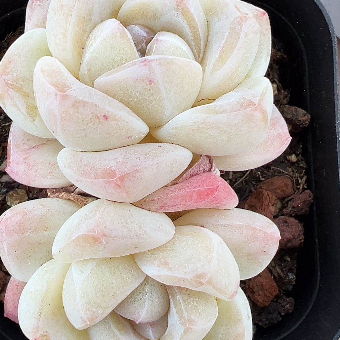 冰玉双头白透底1195