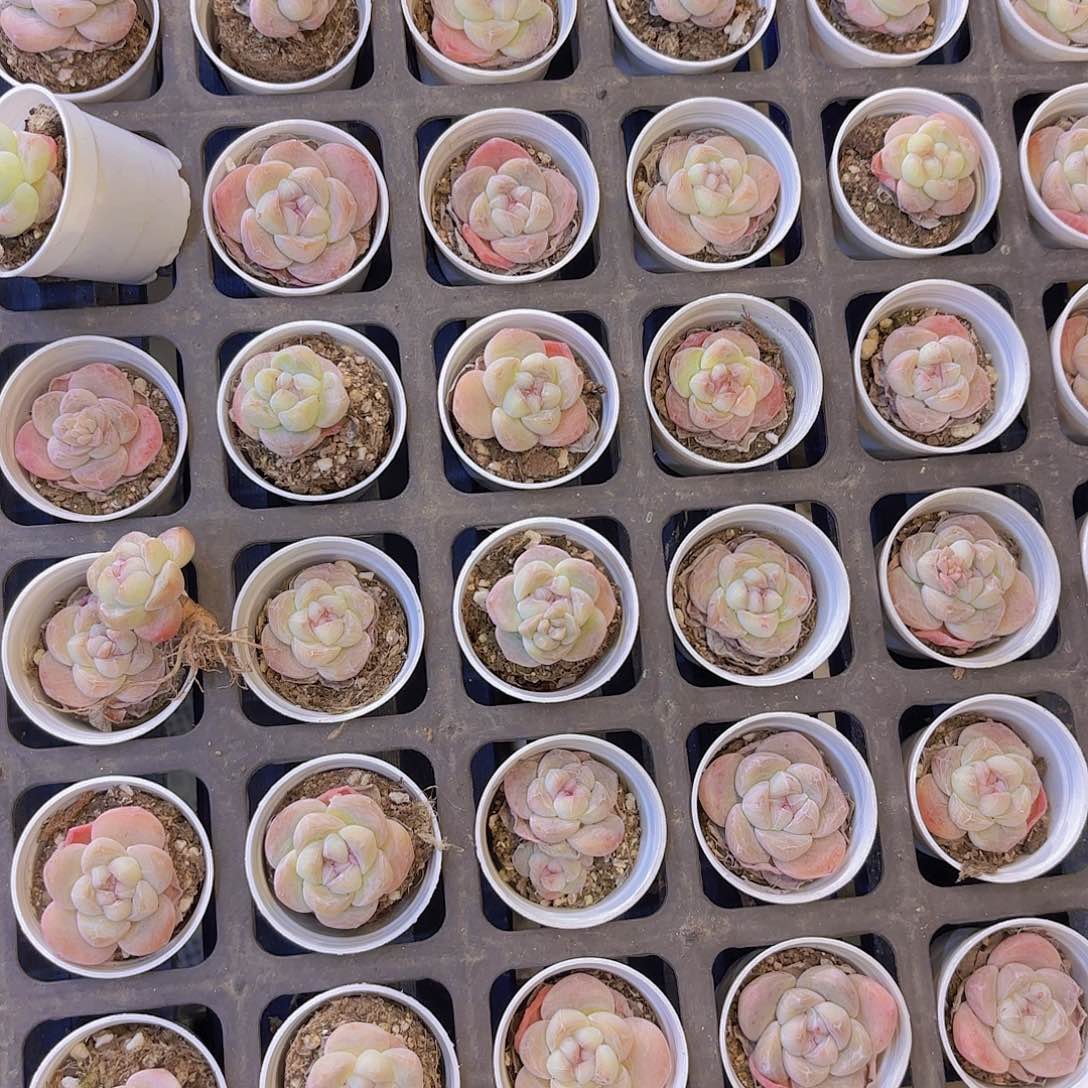 冰玉糖心一颗量拍