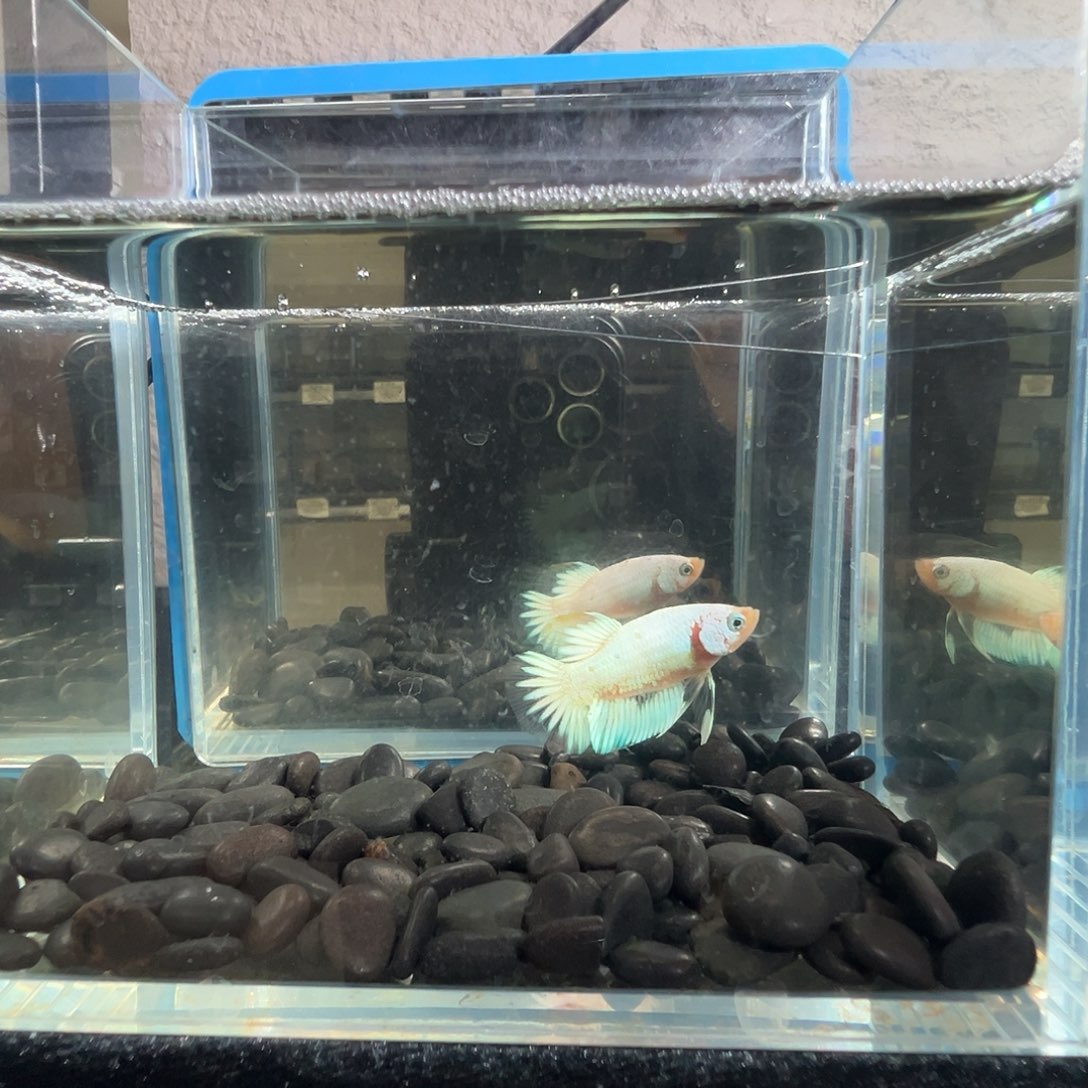 斗鱼阿浩泰斗24日118