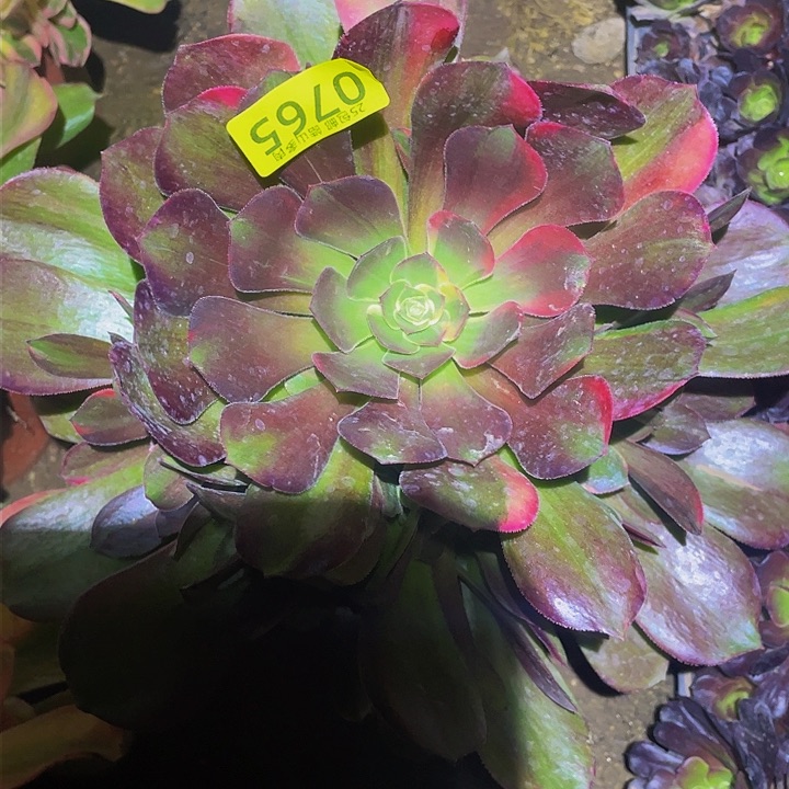 0765韶秀七彩多肉植物