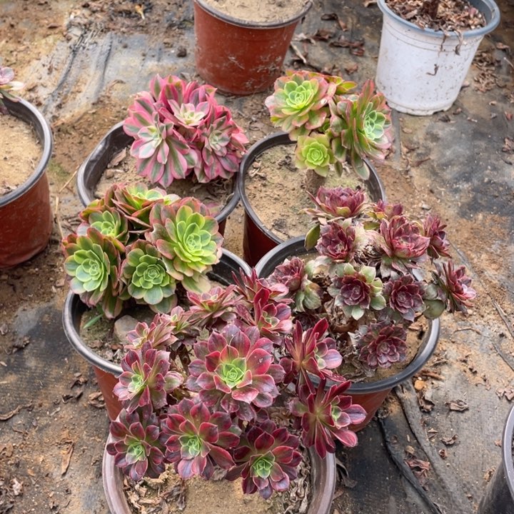 187，5颗法师断枝不售后