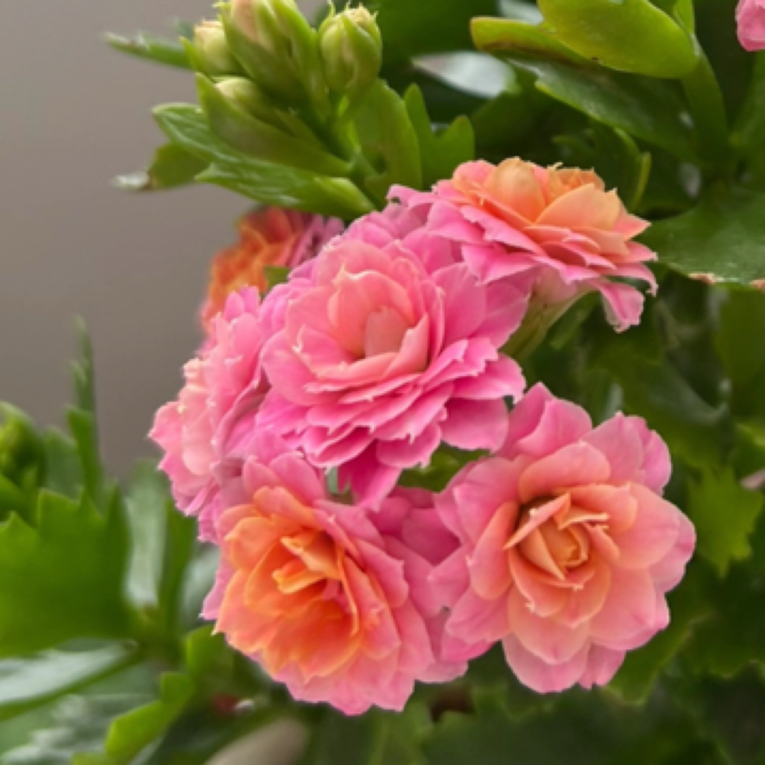 大鹏：精品长寿带花苞（烂叶黄叶断个别花苞不售后，介意勿拍）