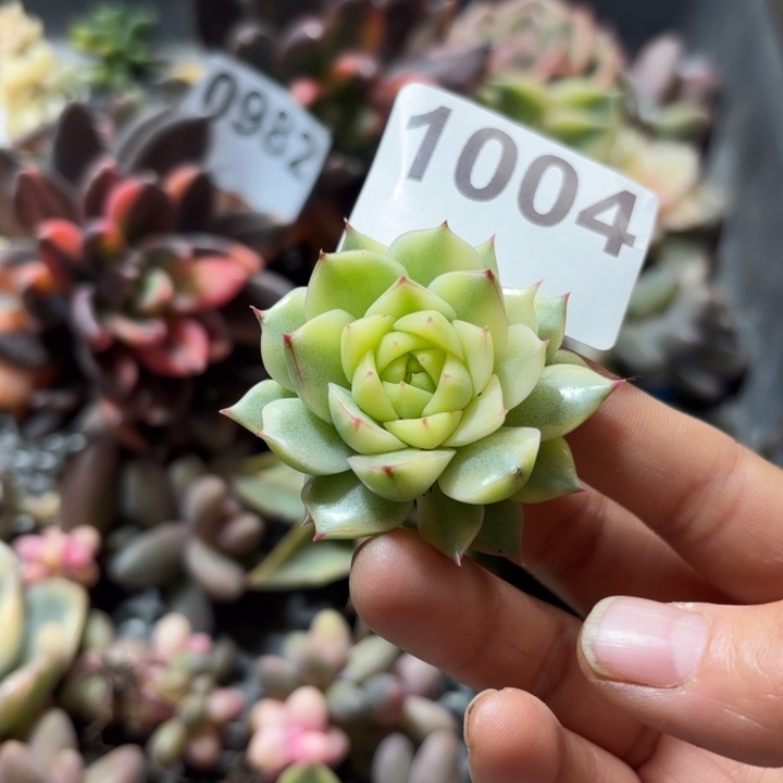 法比奥拉锦多肉植物满18包邮当场凑单