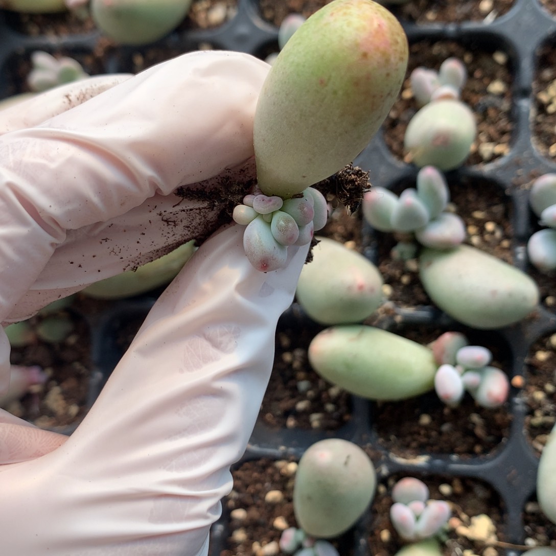 米可奶酪多肉米可奶