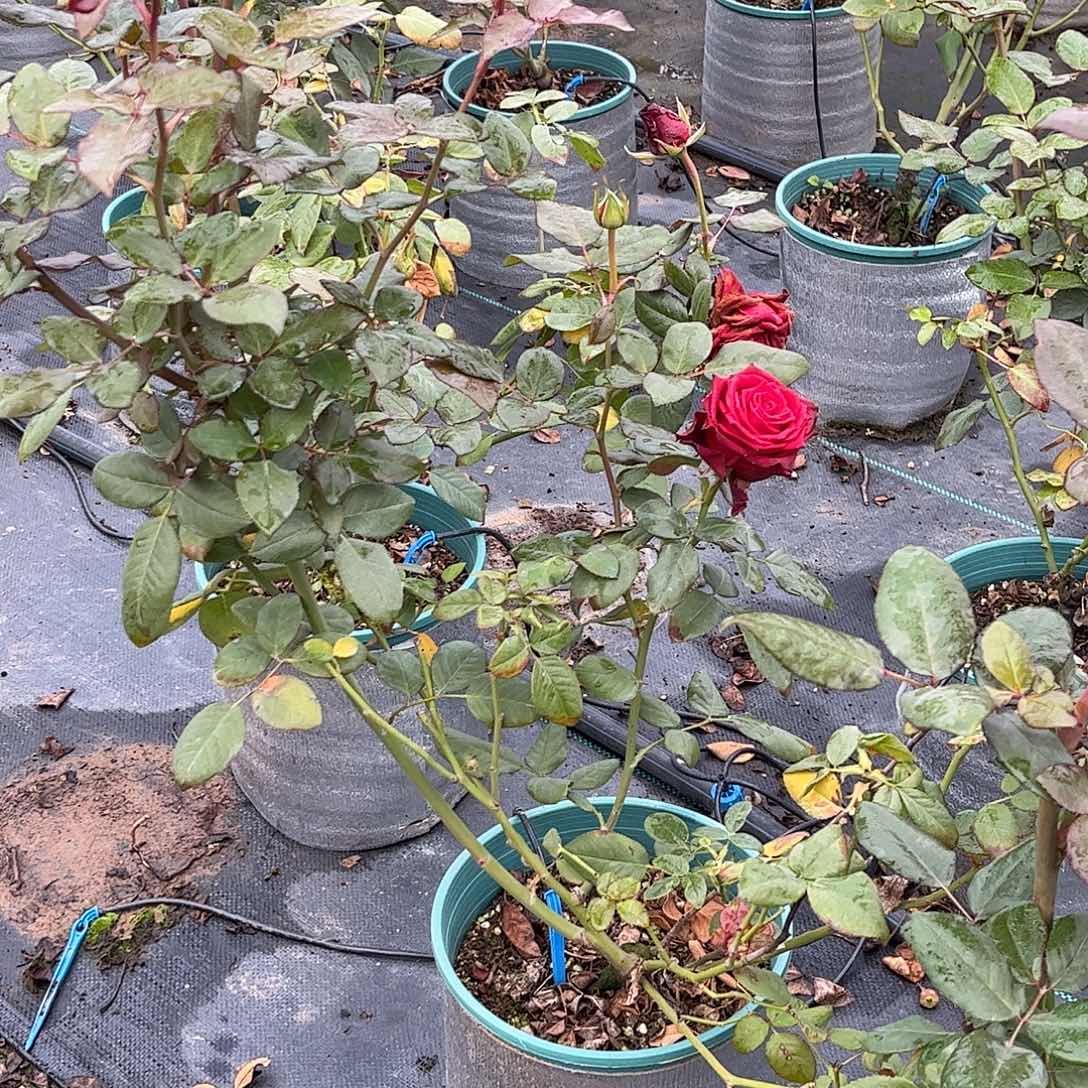无花朵薛宝钗，1.8土球修剪发货