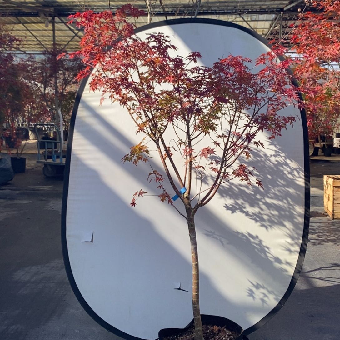 无花朵红乙女直播间一物多拍