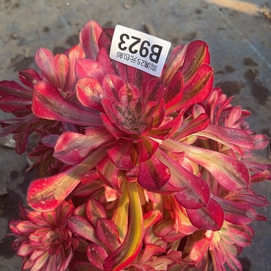 时**转多肉植物一个