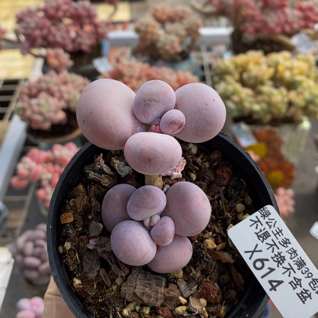 芭比奶酪614/4c m