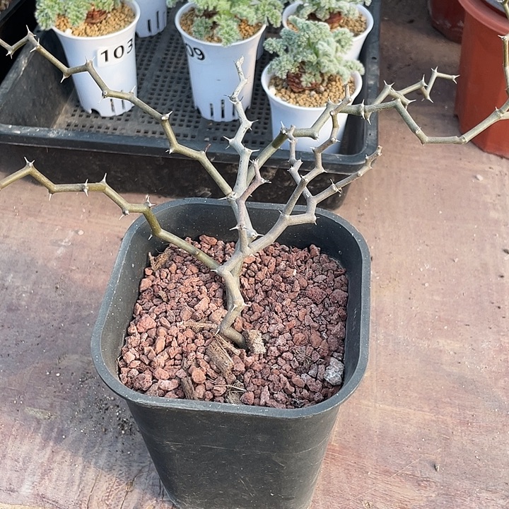 6666大弯曲龙块根