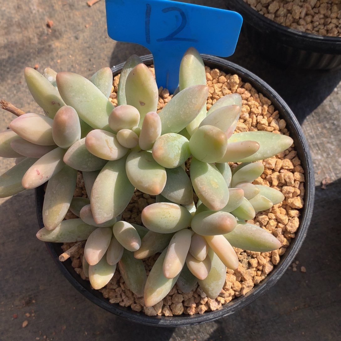 白兰地727272727277227