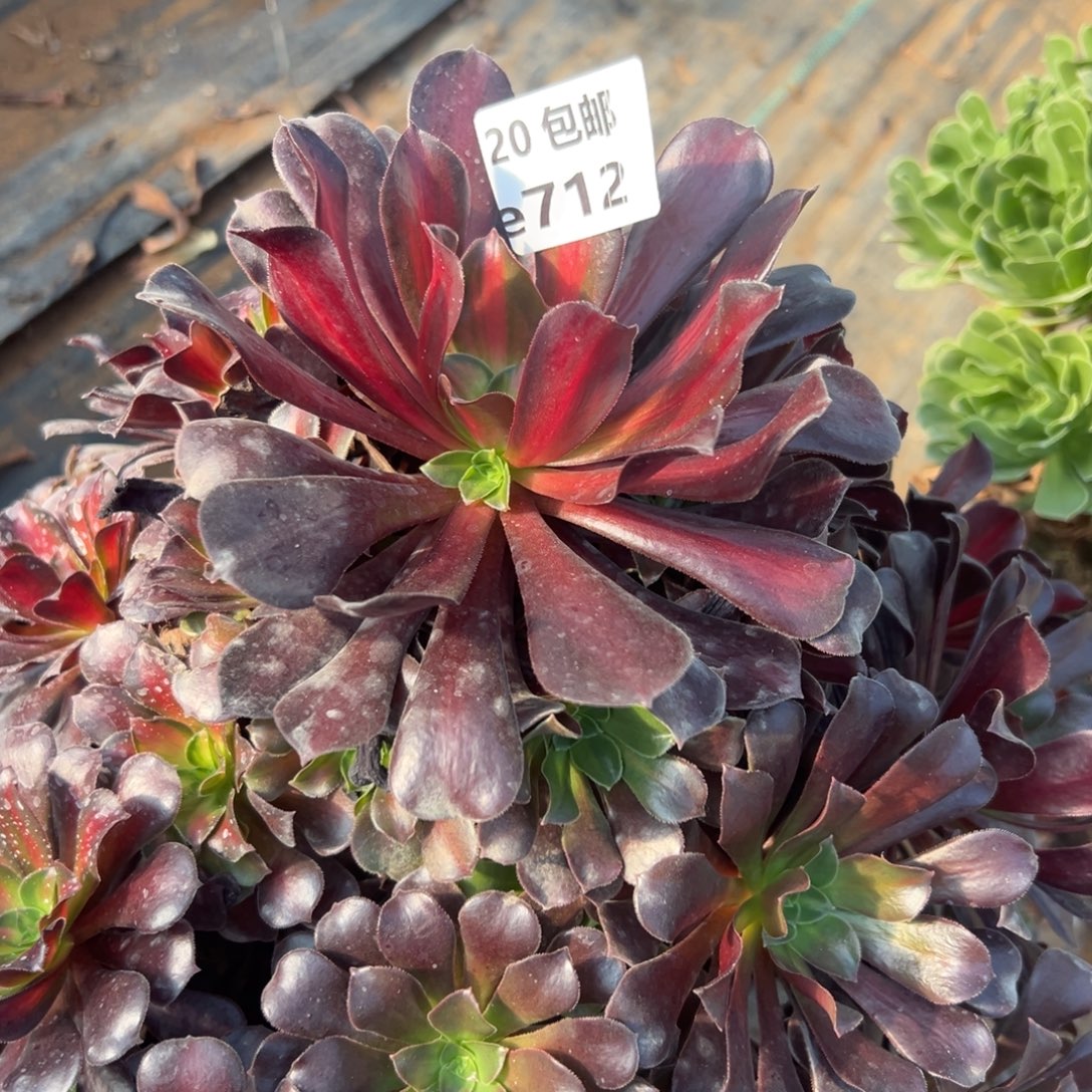 712夕阳，满20包邮嘟叮熊