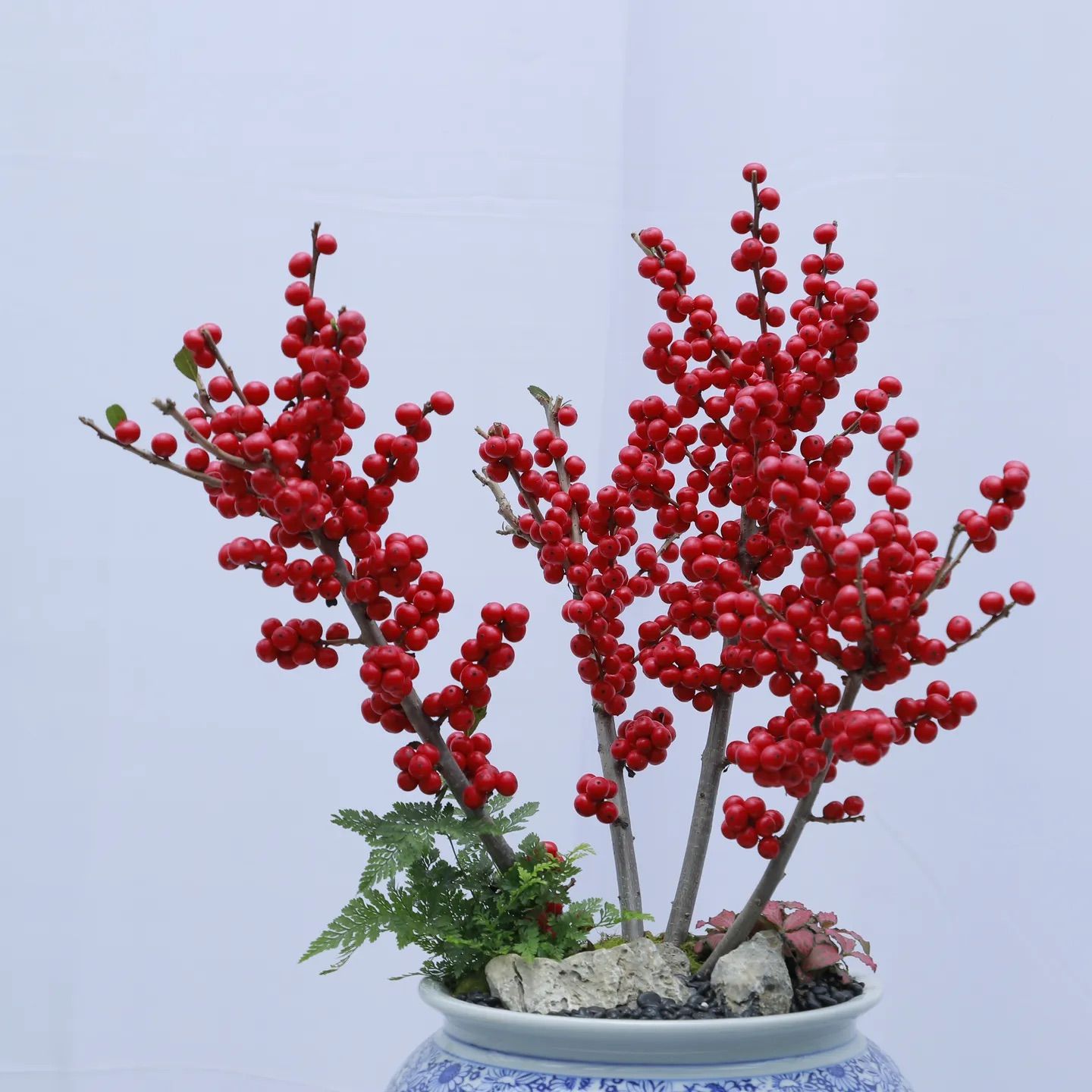 北美冬青桌面小盆栽年宵花好养活