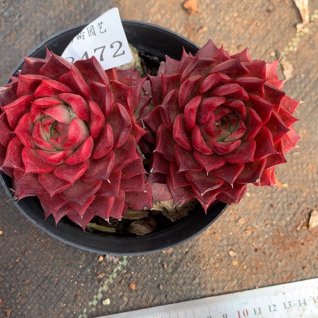 8472杂交多肉老桩