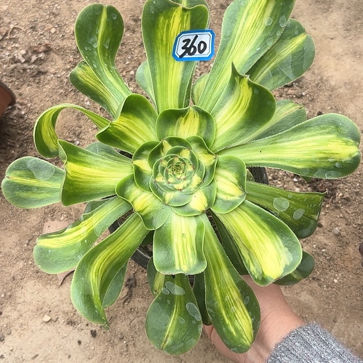 一物一拍多肉暴君360