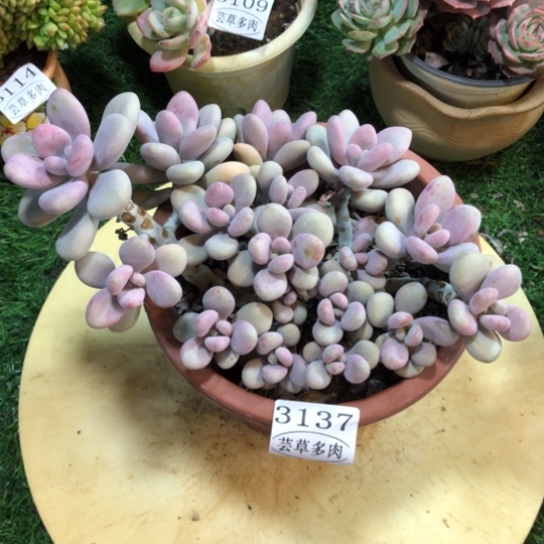 桃蛋，3137，一物一拍