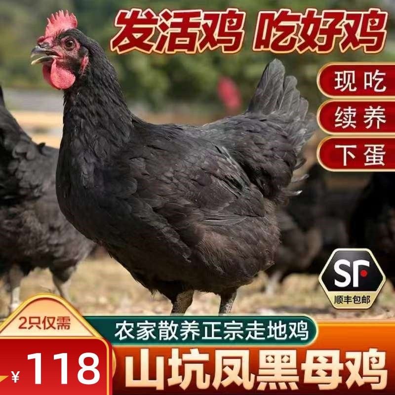 大山五谷散养160天地道土鸡，山坑凤母鸡8斤左右，（两只装活发）