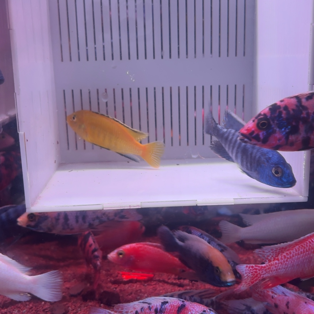 用***3慈鲷鱼直播80号2条包邮