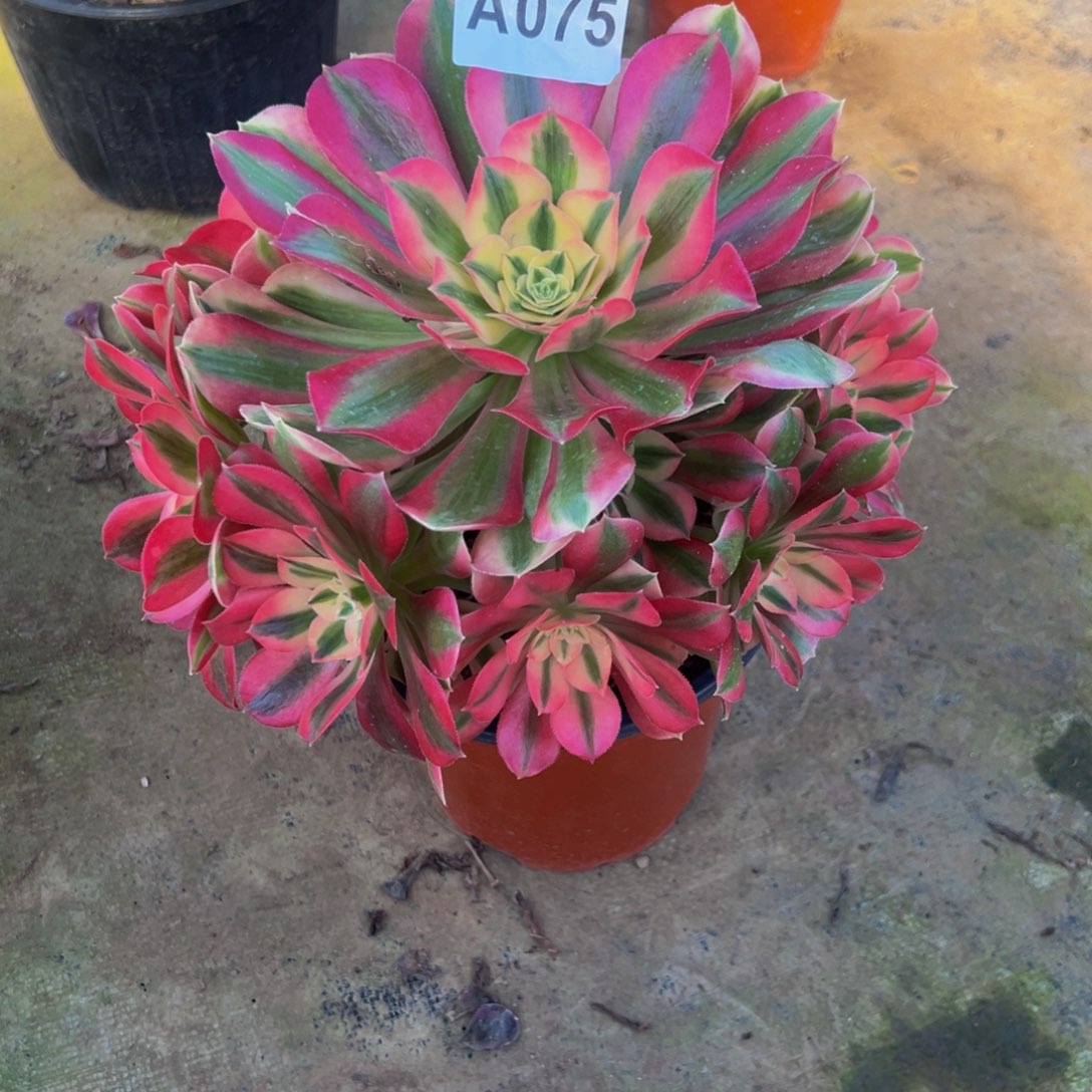 幸***生无花朵粉色女巫075