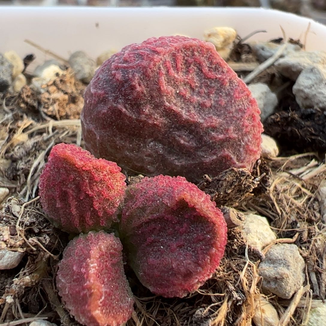 实生底叶苗纹路款多肉植物水泡