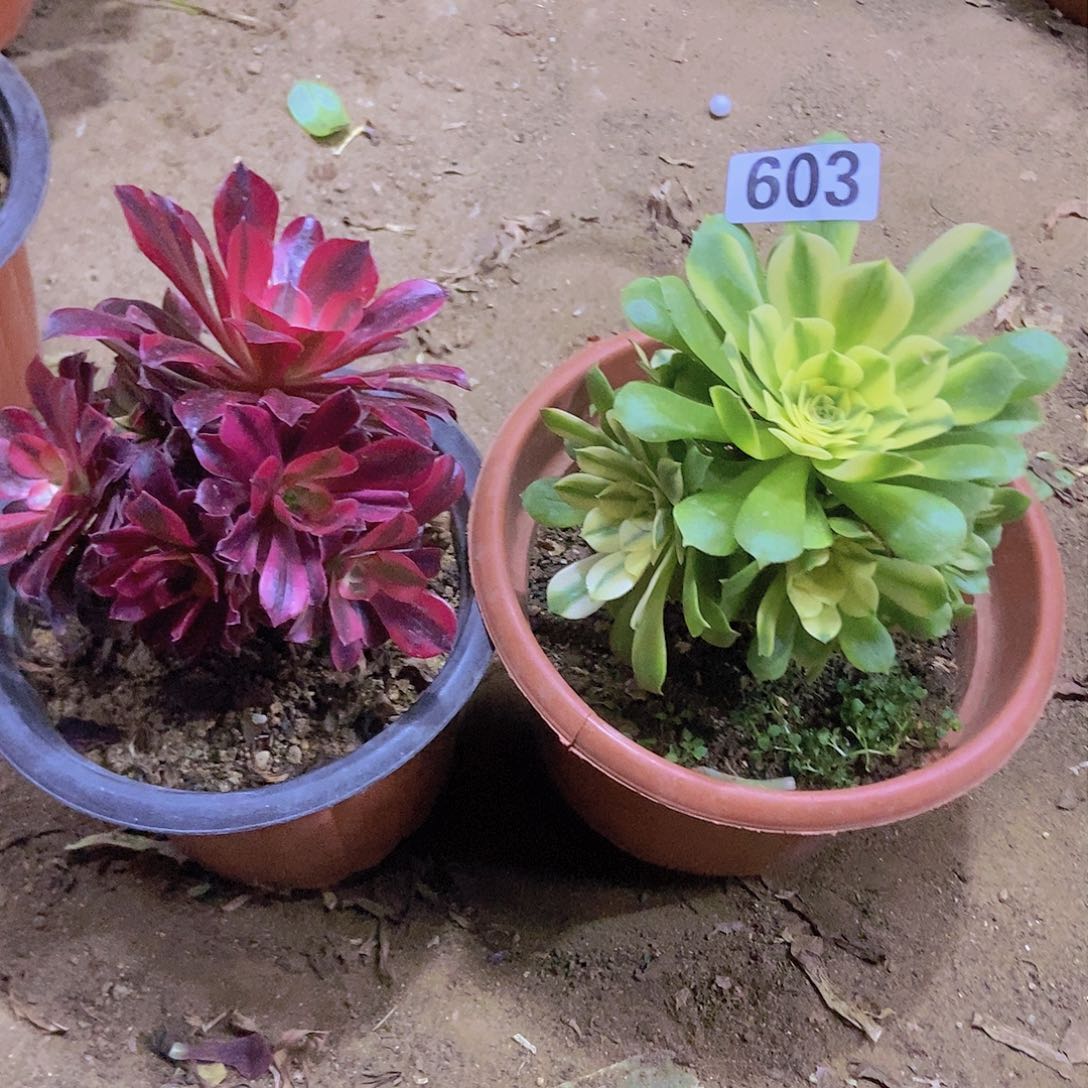 603两个老庄朵朵特价不周正