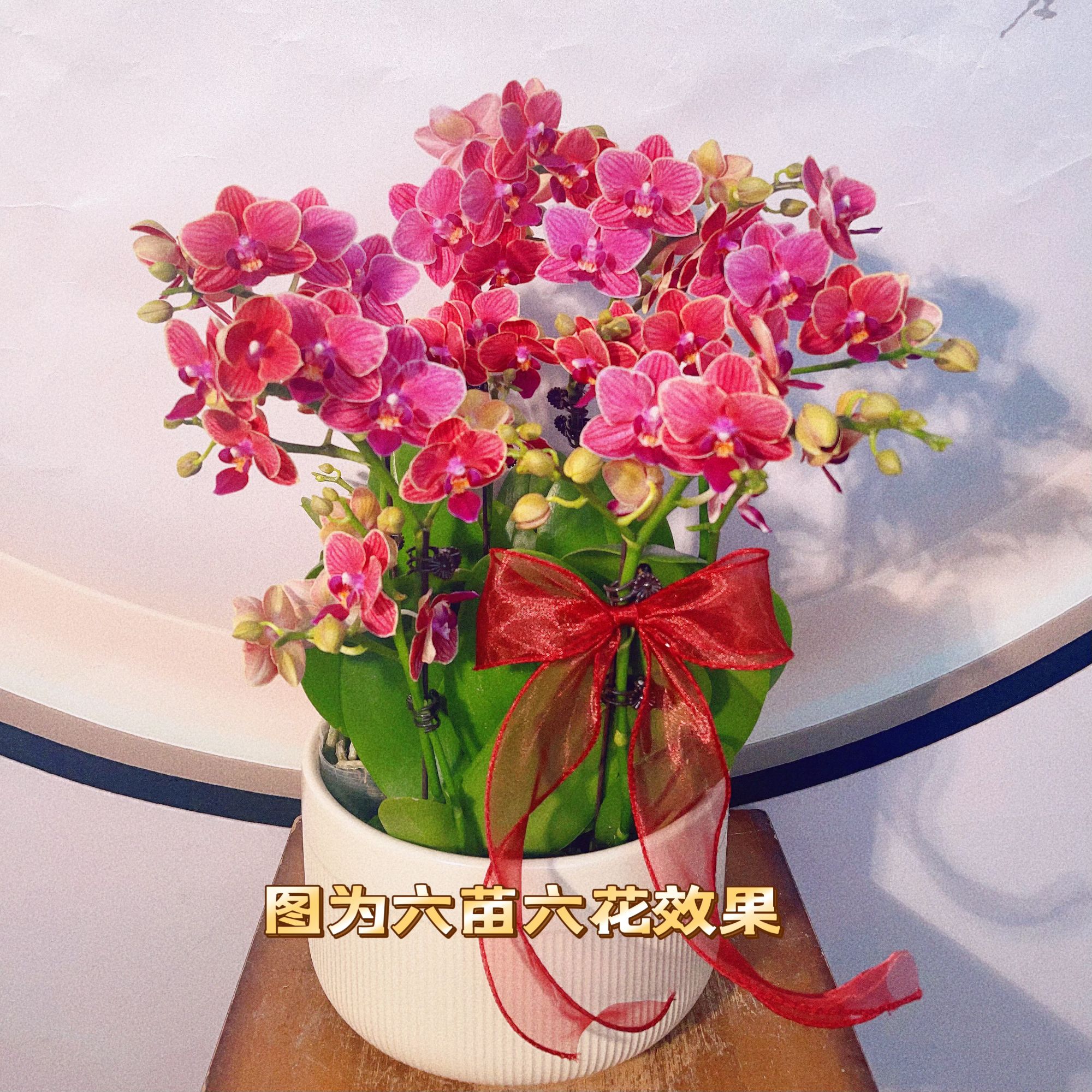 05【金边玲珑】2.8寸中小花型.精品蝴蝶兰.室内植物（花苞多）