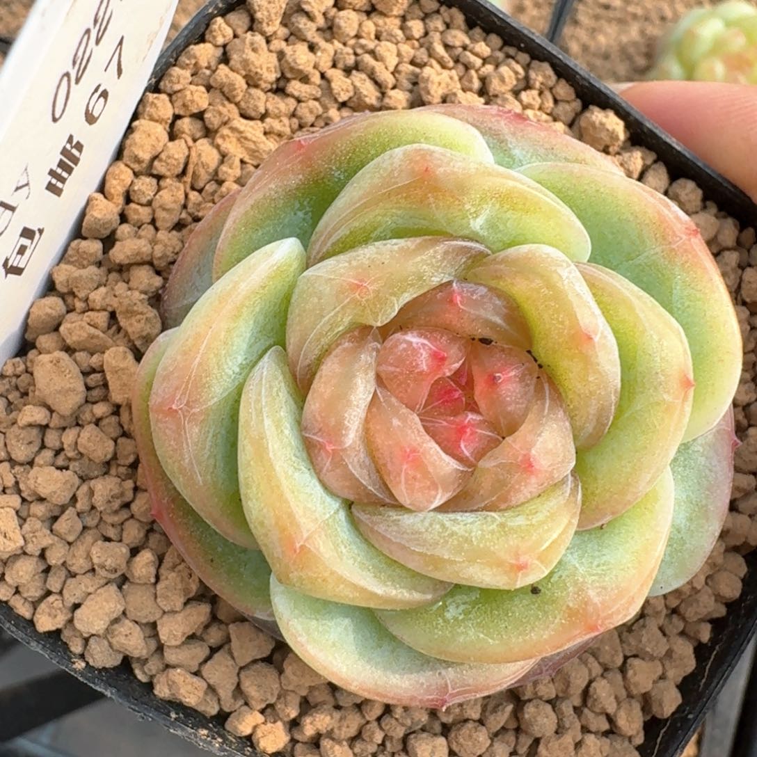 0314-067-芳草四单头