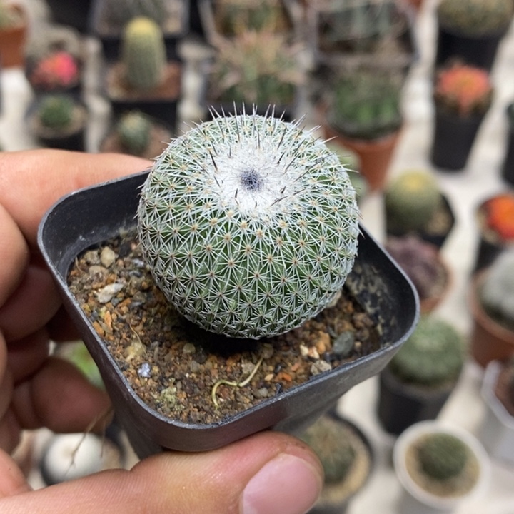 乌月丸特价福利包邮