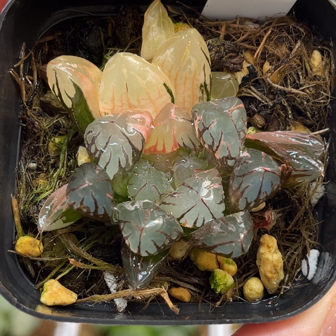 25红太阳玉露锦福利专场