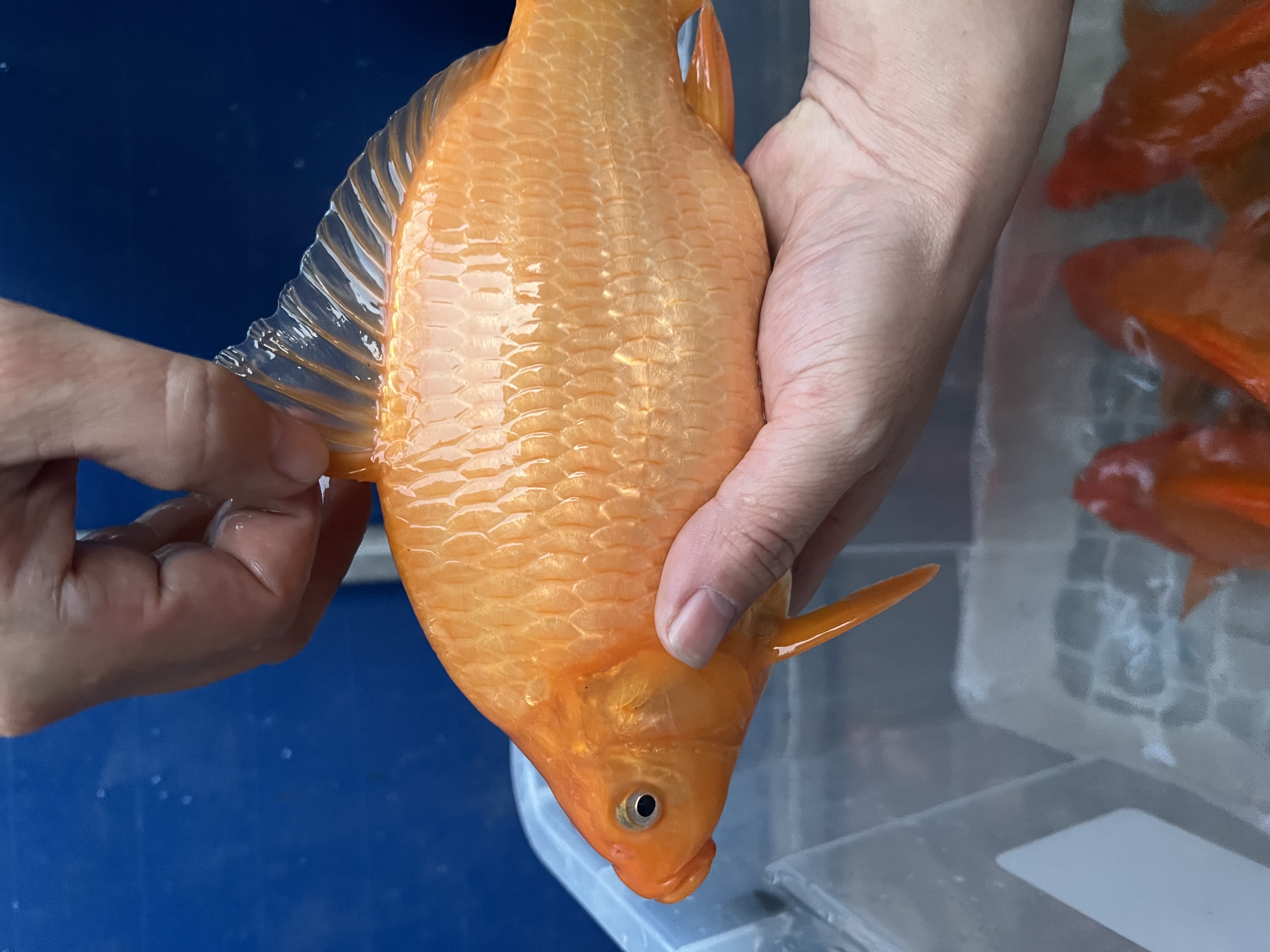 球形荷包鲤冷水淡水观赏鱼皮实好养耐活