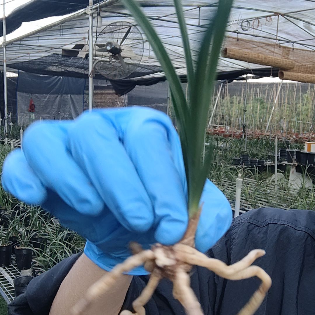 完全开放春兰绿云