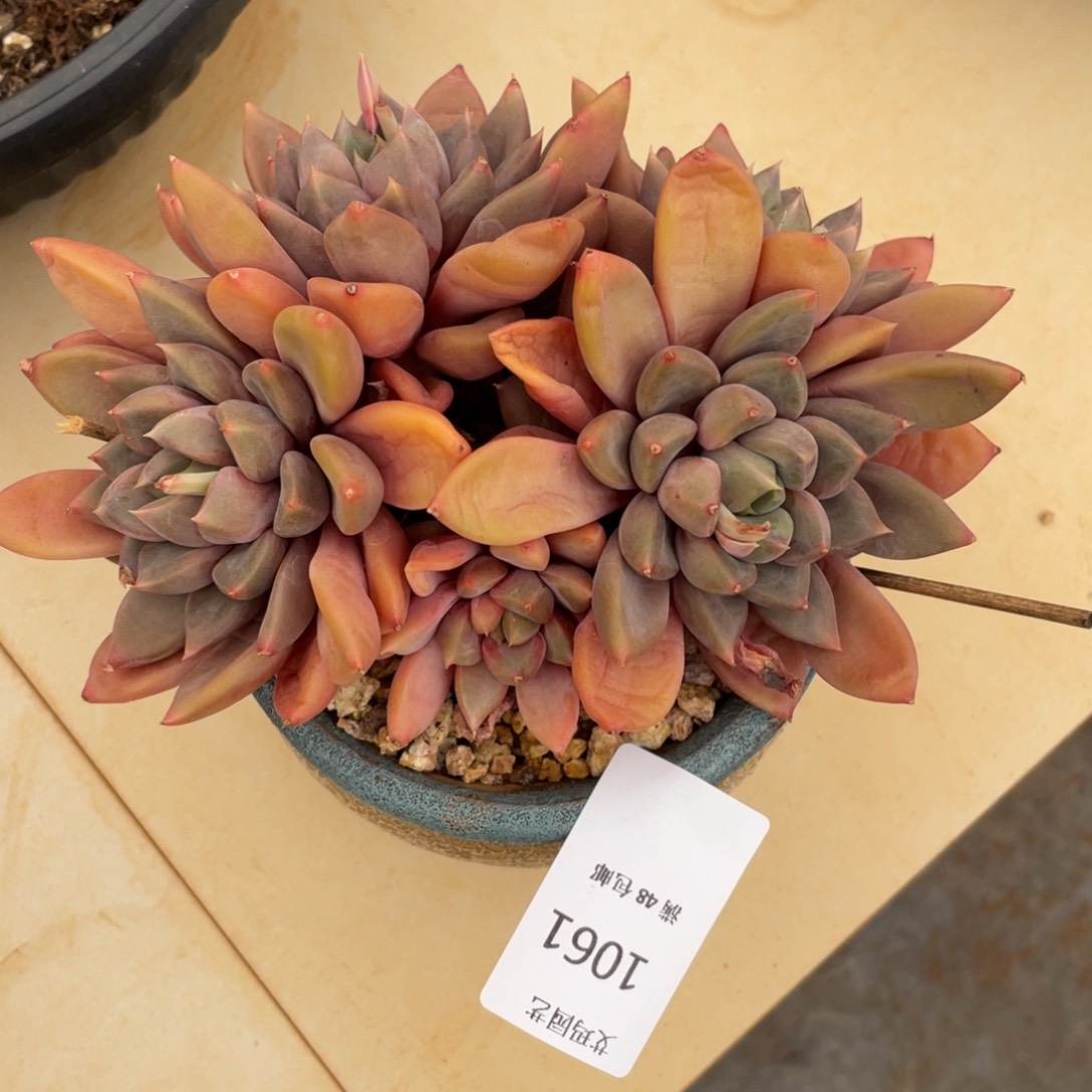 象牙群生无砍多肉061多肉