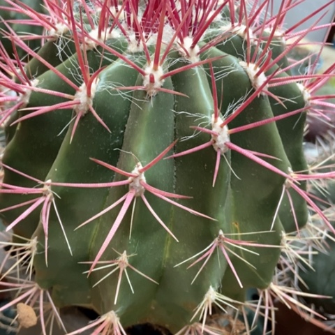 红虎仙人球40米仙人球