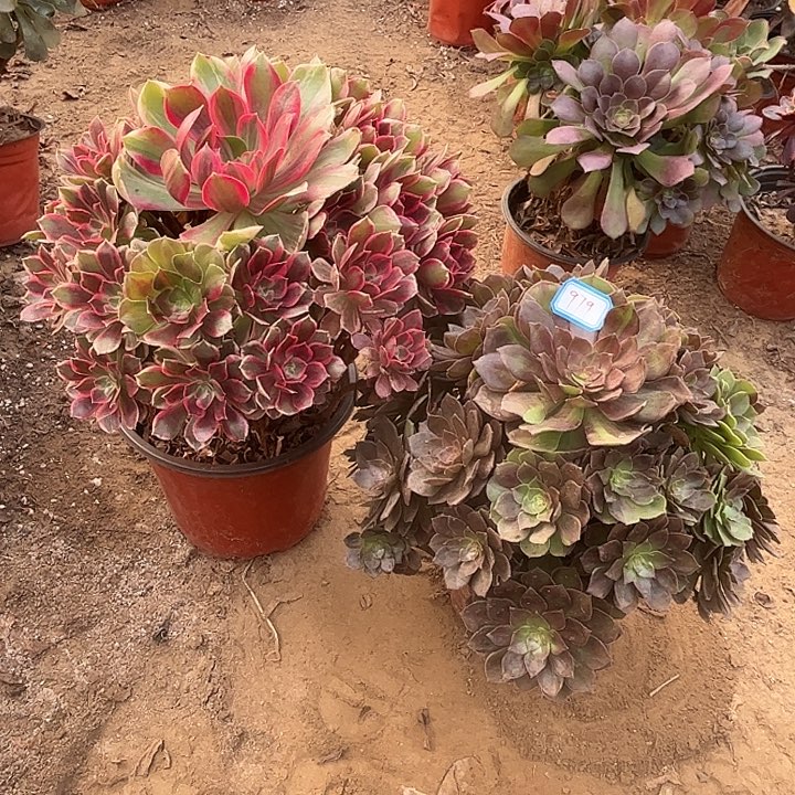 979多肉植物瑕疵特价，