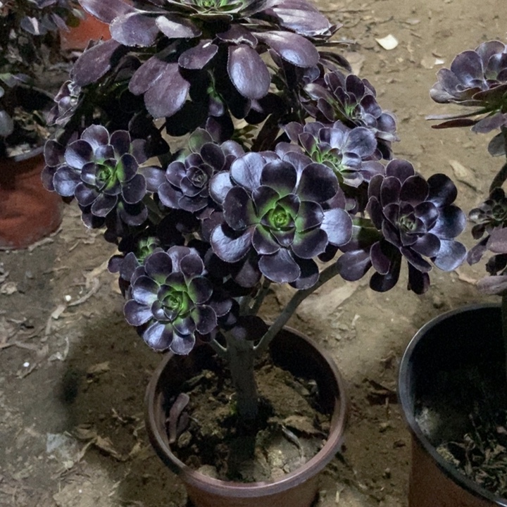 温***1无花朵6号链接原液黑法师