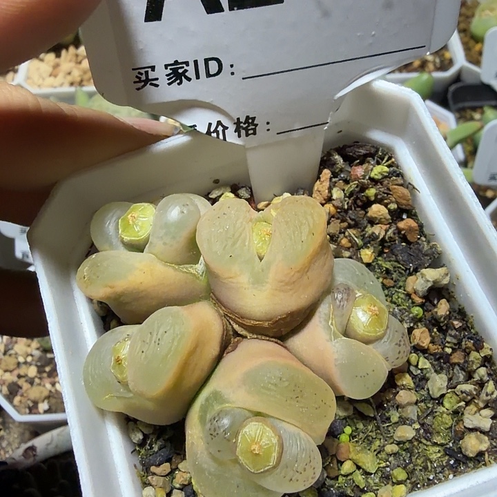 211。多肉植物的生长